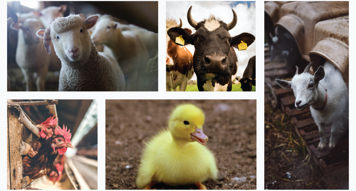 The Coller-Menmon Animal Rights and Welfare Program | The Buchmann Faculty of Law | Tel Aviv University The Coller-Menmon Animal Rights and Welfare Program | The Buchmann Faculty of Law | Tel Aviv University