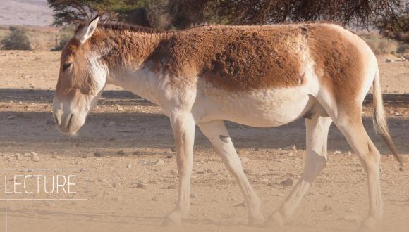 REGULATING WILD LIFE IN PALESTINE/ISRAEL: BEASTLY LEGALITIES